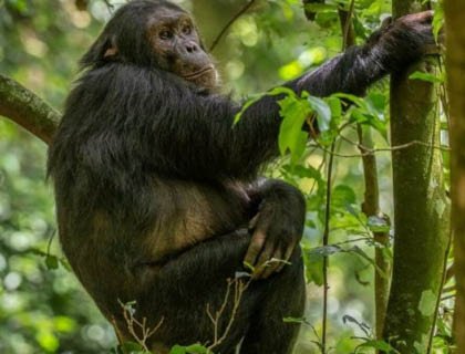 Chimps of Nyungwe Forest Chimps of Nyungwe Forest